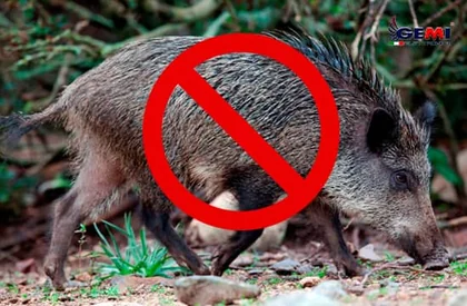 Wild Boar Repellent: Den komplette guide til at holde dem væk.