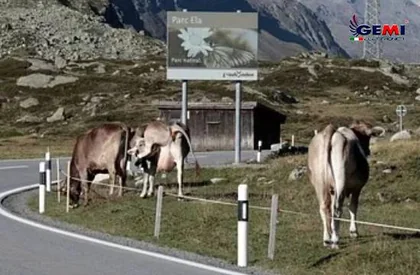 Elektropastur: Hvad er det, og hvad er det til?