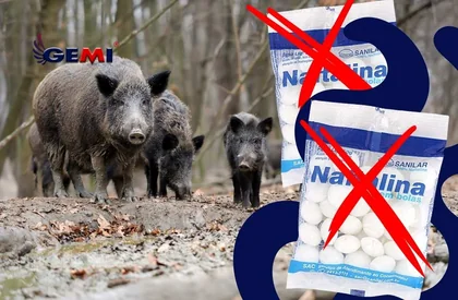 Mølkugler til vildsvin: virker det virkelig? Her er den mest effektive og sikre løsning.